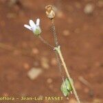 Holosteum umbellatum Arall