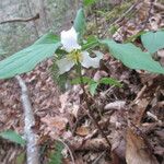 Trillium catesbaei Habit