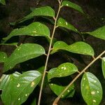 Pterocarpus hayesii ফুল