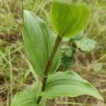 Epipactis helleborineЛисток