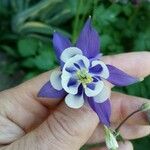 Aquilegia vulgaris Flower