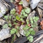 Ptychotis saxifraga Likasa