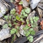 Ptychotis saxifraga Leaf