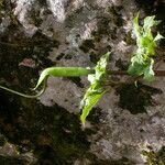 Arisaema tortuosum Агульны выгляд