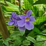 Thunbergia grandifloraKvět