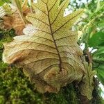 Drynaria quercifolia Leaf