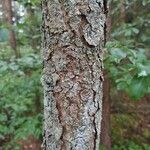 Larix laricina Bark