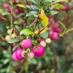 Gaultheria mucronata Fruit