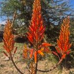 Aloe nderiana Wabuyele & L.E.Newton花