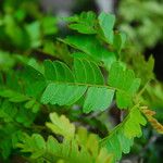 Tessmannia anomala Hoja