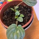 Peperomia albovittata Feuille