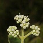 Clibadium surinamense Leaf