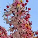 Cassia javanica Цветок