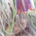 Fritillaria lusitanica പുഷ്പം