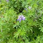 Lupinus nootkatensis Цвят