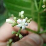 Psychotria baillonii Цветок