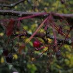 Malus toringo Плід