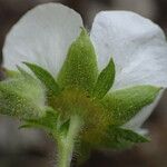 Drymocallis rupestris Цветок