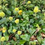 Hedera hibernica Hostoa