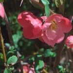 Chaenomeles speciosaFleur