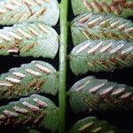 Asplenium barteri Folha