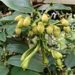 Marcgravia umbellata Fruto