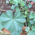 Malva parviflora Leaf