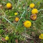 Trifolium badium Çiçek