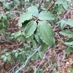 Cistus laurifoliusLeaf