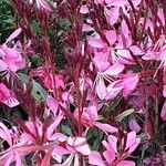 Gaura lindheimeri Blüte
