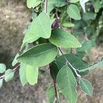 Cotoneaster multiflorus Leaf