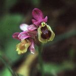 Ophrys tenthredinifera Цвят