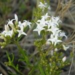 Stenaria nigricans Flower