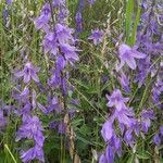 Campanula rapunculoidesFleur