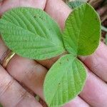 Rhynchosia minima Leaf