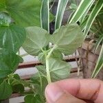 Peperomia pellucida Leaf