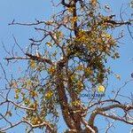 Dendrophthoe falcata Flower