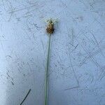 Plantago lanceolataFlower