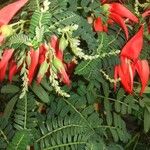 Clianthus puniceus Flor