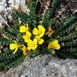 Morisia monanthos Hábito