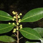 Ficus americana Fruit