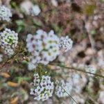 Lobularia maritimaКветка