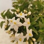 Solanum jasminoides Žiedas