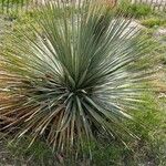 Dasylirion leiophyllum Yeri