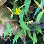 Ludwigia decurrens Λουλούδι