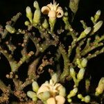 Conchocarpus guyanensis Fiore