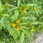 Bidens radiata फूल