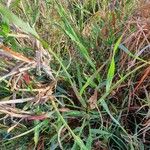 Panicum coloratum Leaf