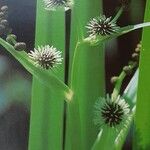 Sparganium erectum Blomma