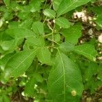 Trichilia trifolia Leaf